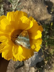 Schinia miniana