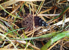 Ontholestes tessellatus