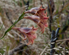 Gladiolus maculatus