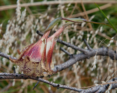 Gladiolus maculatus