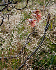 Gladiolus maculatus