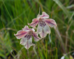 Gladiolus maculatus