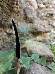 Aristolochia wrightii