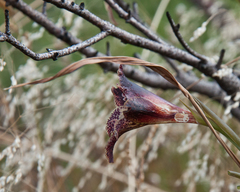 Gladiolus maculatus