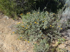 Lasiosiphon meisnerianus