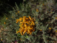 Lasiosiphon meisnerianus