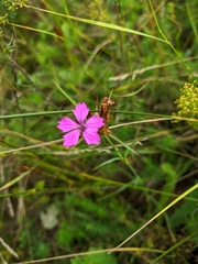 Dianthus capitatus