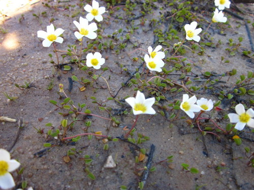 Oxalis dregei (Oxalis dregei)