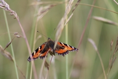 Aglais urticae