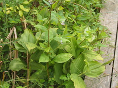 Cypripedium reginae