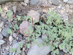 Aristolochia wrightii