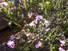 Adenandra dahlgrenii
