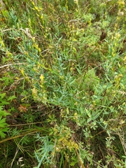 Linaria genistifolia