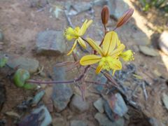 Bulbine mesembryanthemoides
