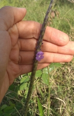 Stachytarpheta angustifolia