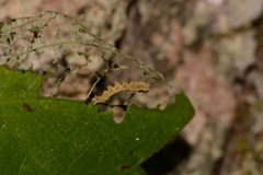 Dichorda iridaria
