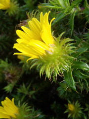 Cullumia carlinoides