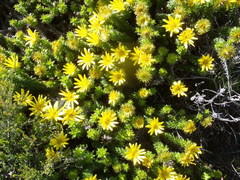 Cullumia carlinoides