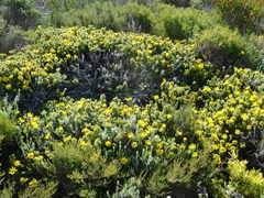 Cullumia carlinoides