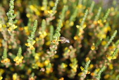 Aspalathus ericifolia ericifolia
