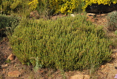 Aspalathus ericifolia ericifolia