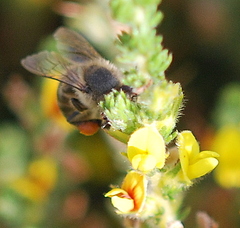 Aspalathus ericifolia ericifolia