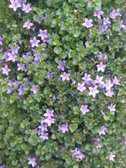 Campanula
