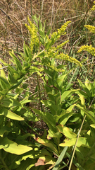 Solidago azorica