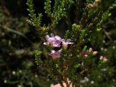 Euchaetis albertiniana