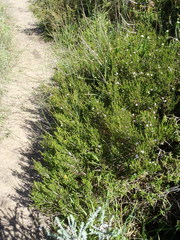 Euchaetis albertiniana