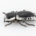 Escarabajos Vaquitas Y Parientes - Photo (c) Lee Hoy, algunos derechos reservados (CC BY-NC-ND), subido por Lee Hoy