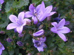 Campanula