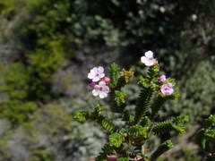 Euchaetis albertiniana