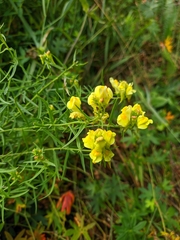 Linaria