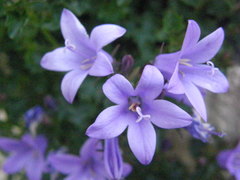 Campanula