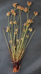 Isolepis antarctica