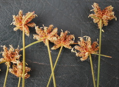Isolepis antarctica