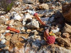 Crassula pyramidalis