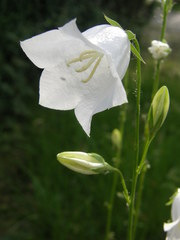 Campanula persicifolia