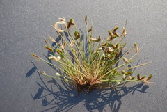 Isolepis levynsiana