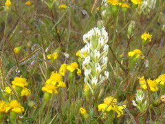Hebenstretia parviflora