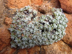 Helichrysum saxicola