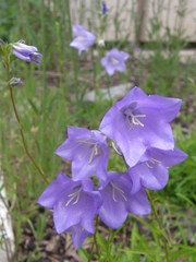 Campanula persicifolia