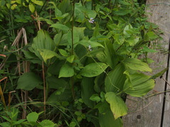 Cypripedium reginae