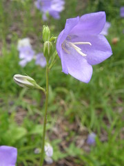 Campanula persicifolia