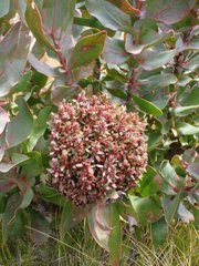 Protea witches broom phytoplasma