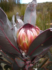 Protea lorifolia