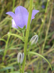 Campanula persicifolia