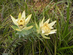 Leucadendron daphnoides
