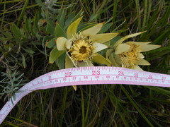 Leucadendron daphnoides